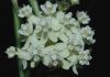 image of Asclepias subverticillata