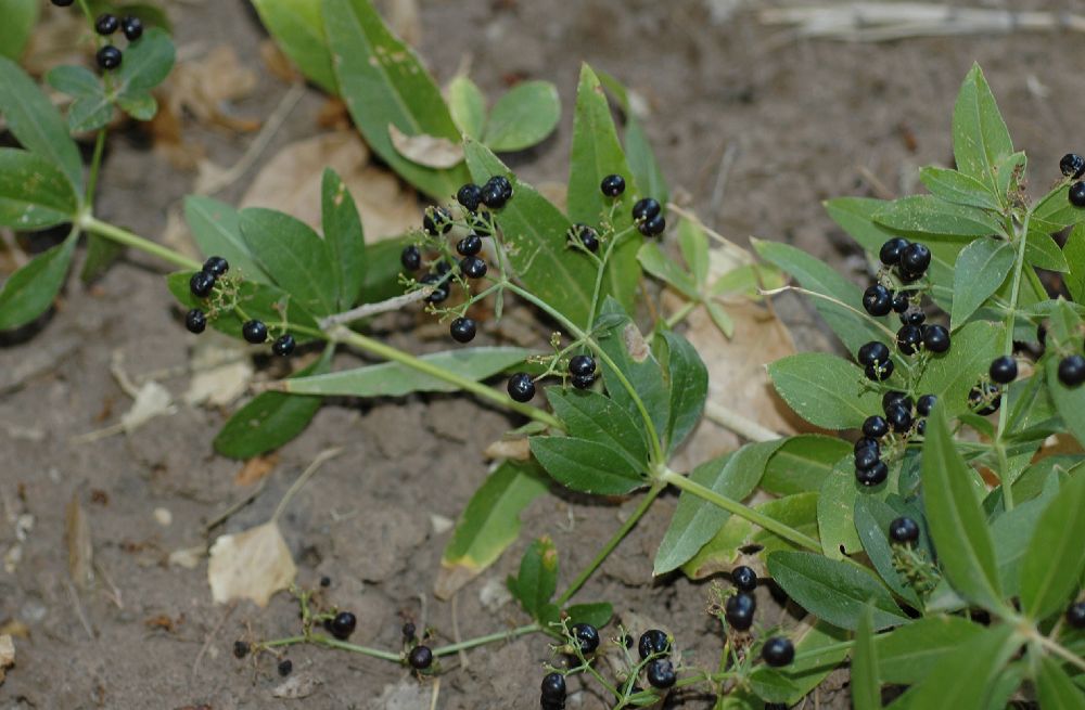 Rubiaceae Rubia tinctoria