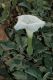 image of Datura 
