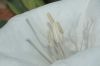image of Datura 