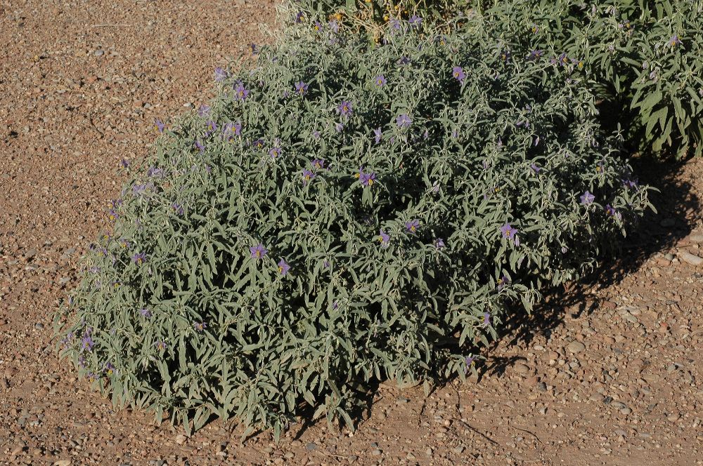 Solanaceae Solanum elaeagnifolium