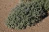 image of Solanum elaeagnifolium