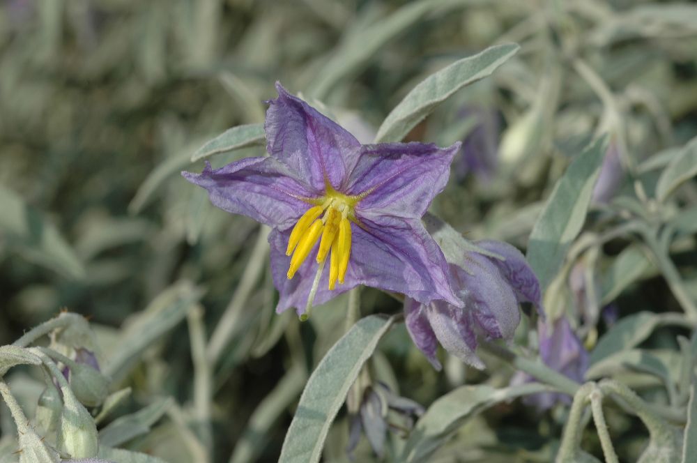 Solanaceae Solanum elaeagnifolium