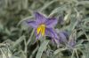 image of Solanum elaeagnifolium