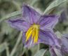 image of Solanum elaeagnifolium