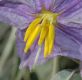 image of Solanum elaeagnifolium