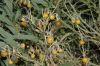 image of Solanum elaeagnifolium