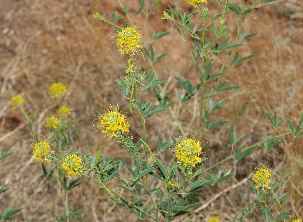 Cleomaceae Cleome lutea