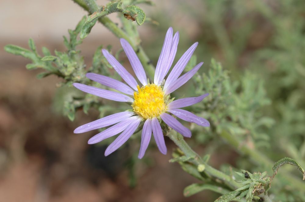Asteraceae Machaeranthera 