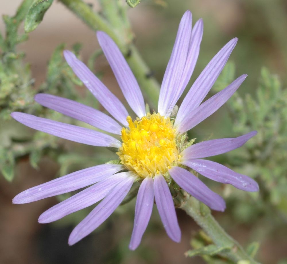 Asteraceae Machaeranthera 