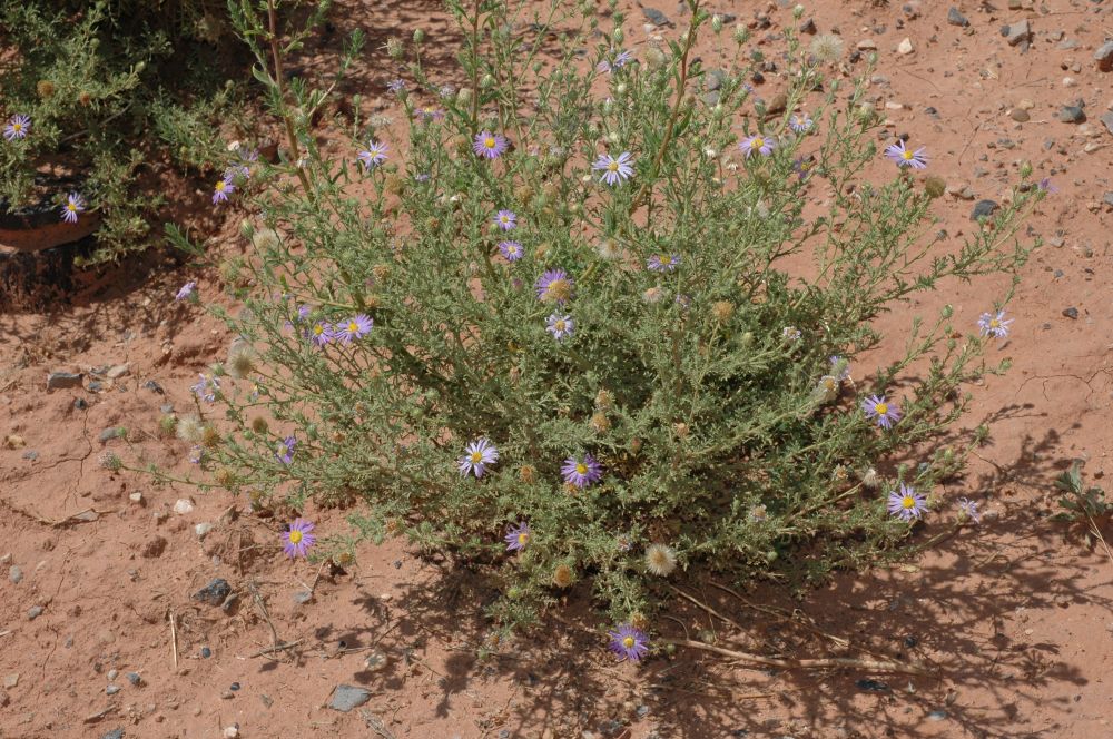 Asteraceae Machaeranthera 