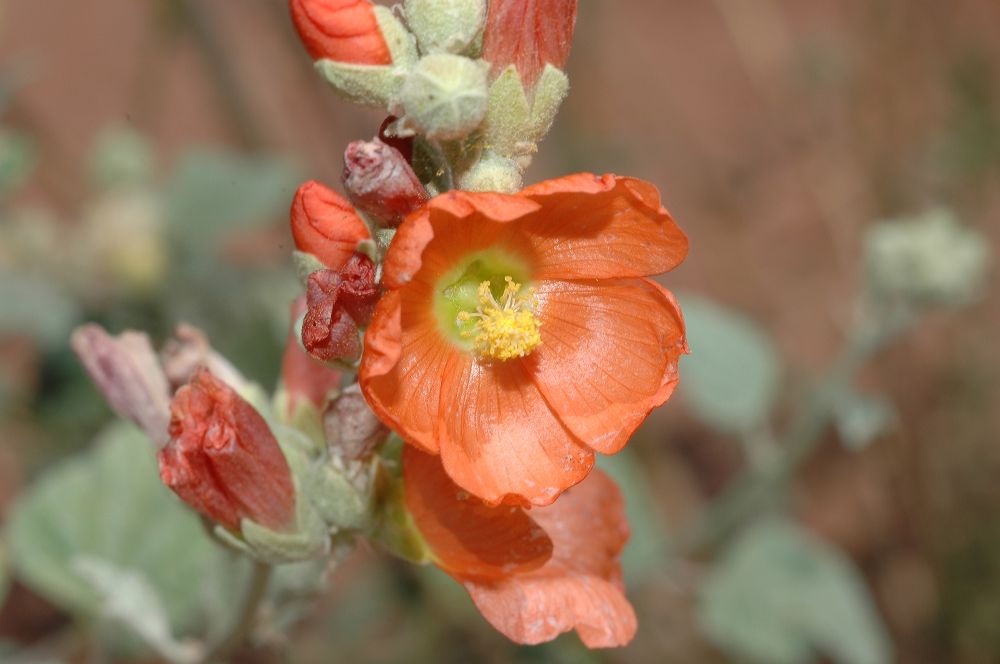 Malvaceae Sphaeralcea 