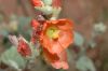 image of Sphaeralcea 