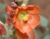 image of Sphaeralcea 