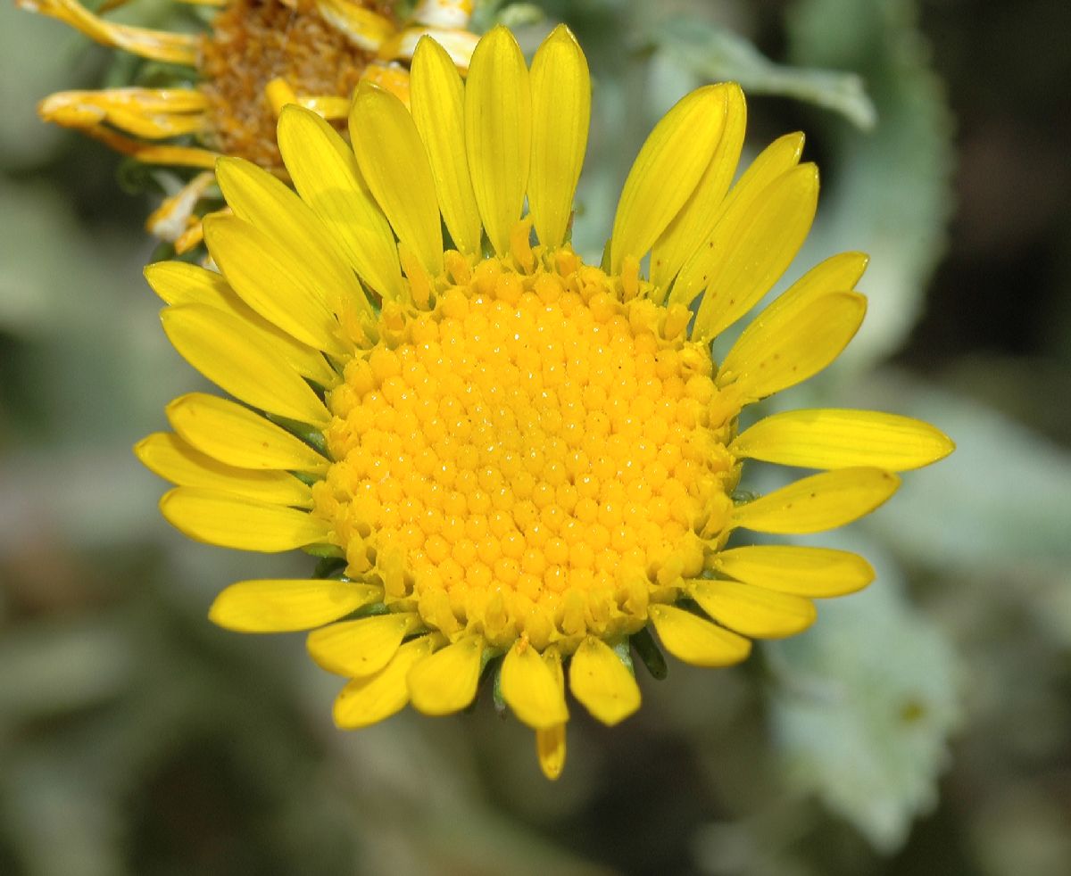 Asteraceae Grindelia 