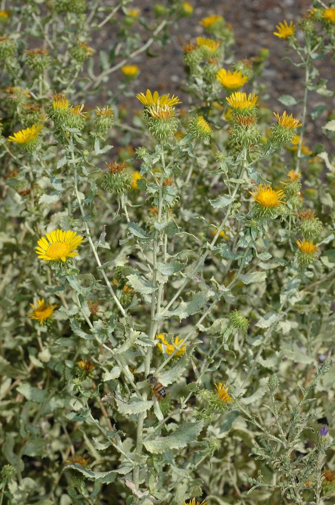 Asteraceae Grindelia 