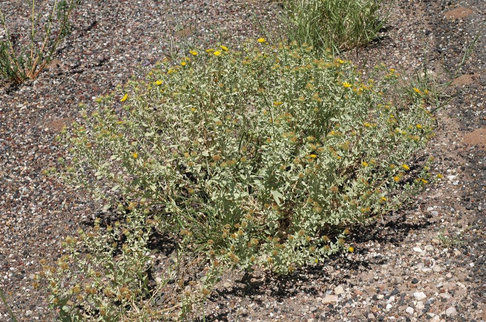 Asteraceae Grindelia 