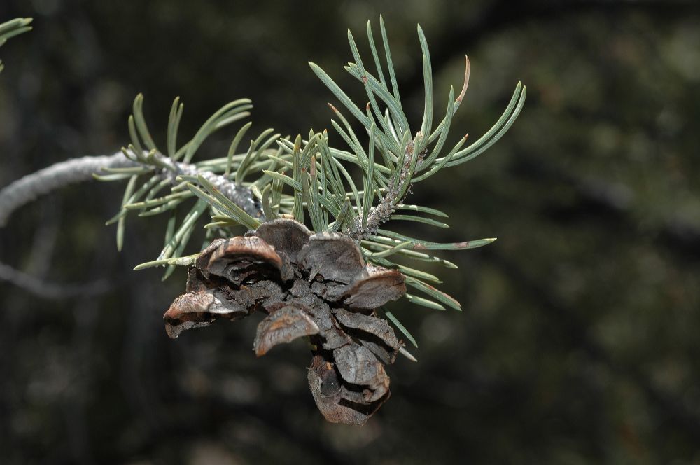 Pinaceae Pinus edulis