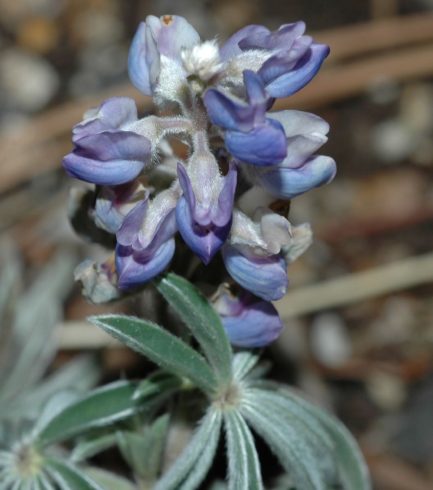 Fabaceae Lupinus 