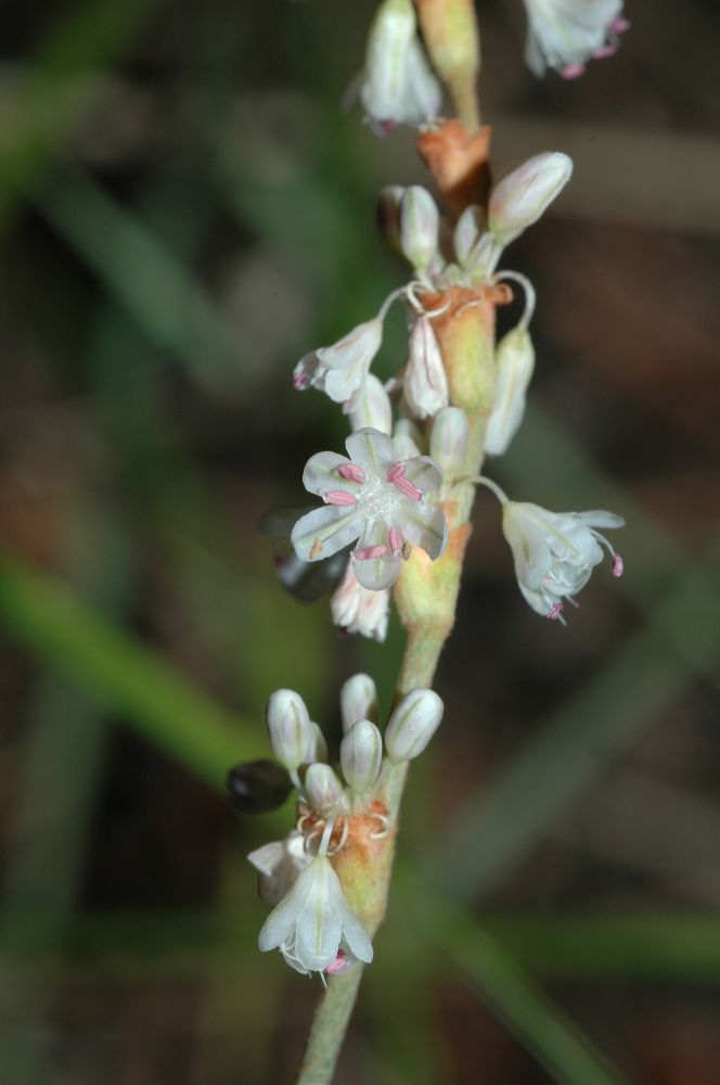 Polygonaceae Eriogonum racemosum