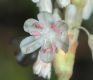image of Eriogonum racemosum