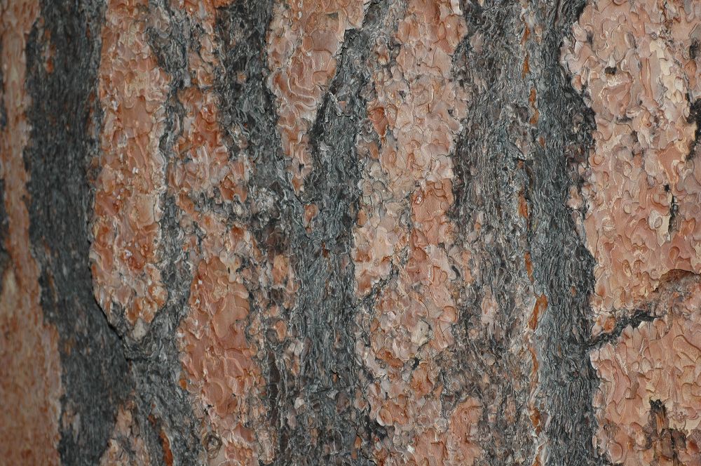 Pinaceae Pinus ponderosa