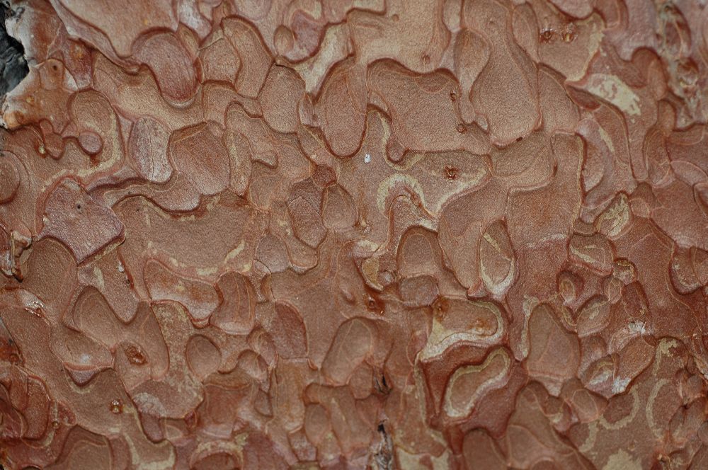 Pinaceae Pinus ponderosa