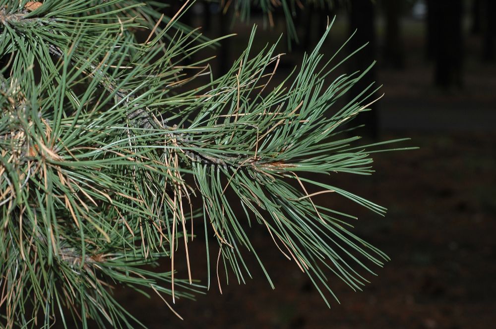 Pinaceae Pinus ponderosa