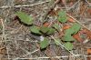 image of Eriogonum racemosum