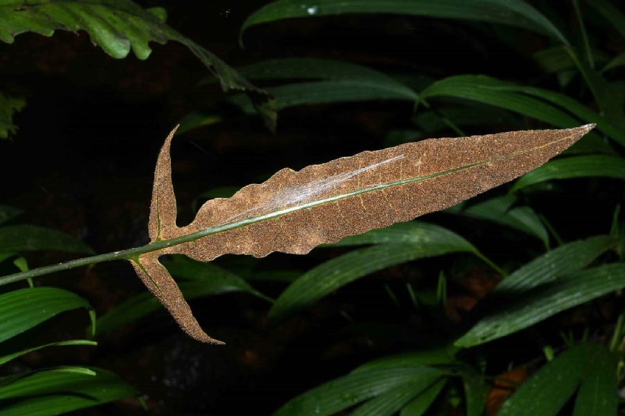 Lomariopsidaceae Bolbitis 