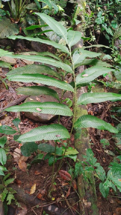 Polypodiaceae Campyloneurum ferndleri