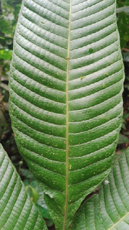 Polypodiaceae Campyloneurum ferndleri