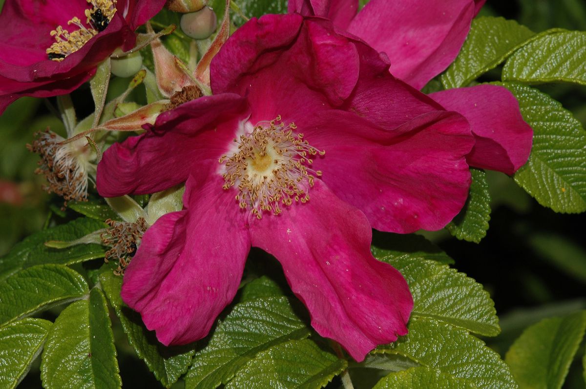 Rosaceae Rosa rugosa
