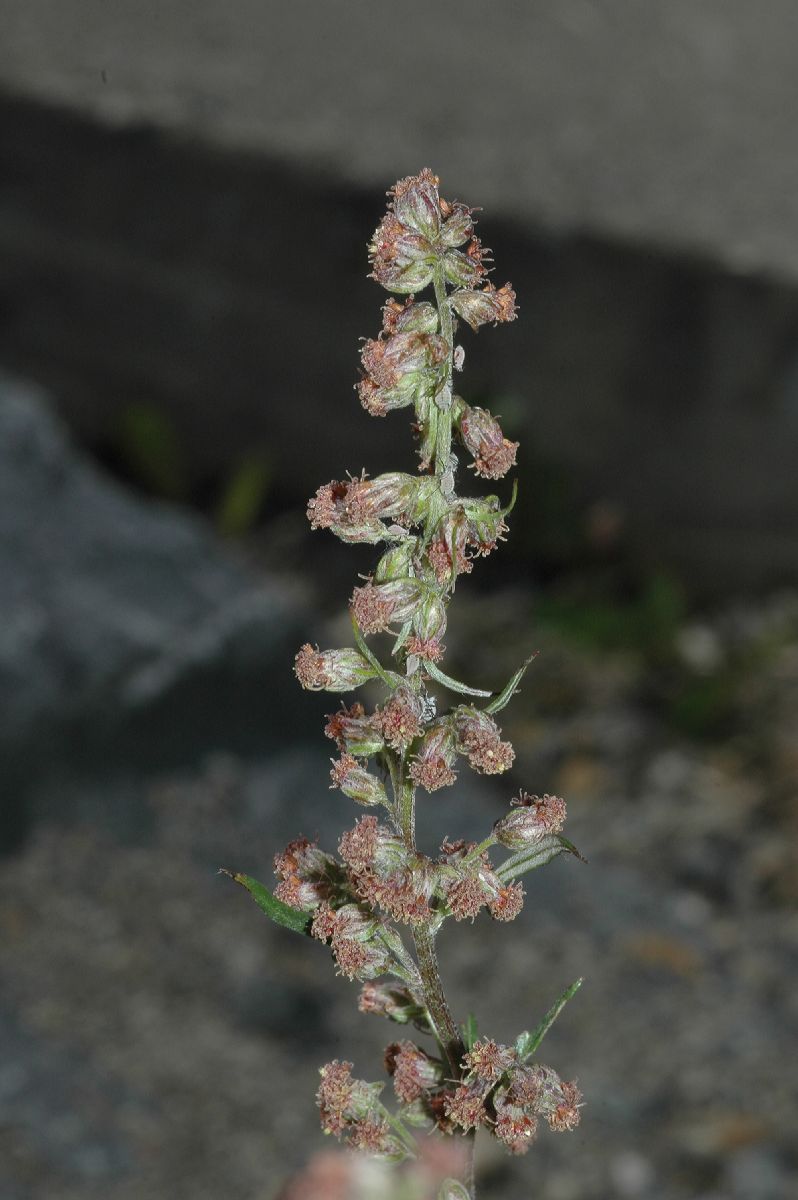 Asteraceae Artemisia vulgaris