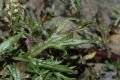 image of Artemisia vulgaris