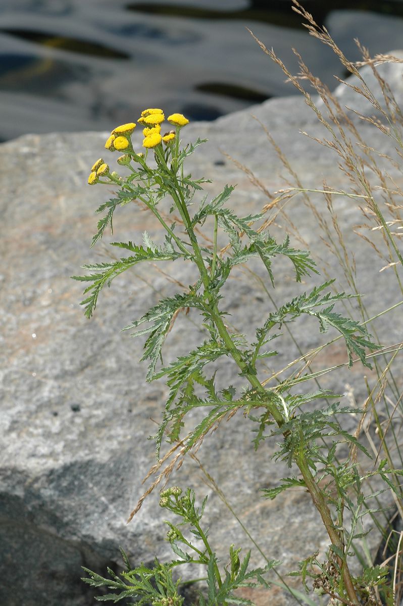 Asteraceae Tanacetum vulgare