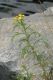 image of Tanacetum vulgare