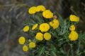 image of Tanacetum vulgare