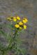 image of Tanacetum vulgare