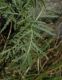 image of Tanacetum vulgare