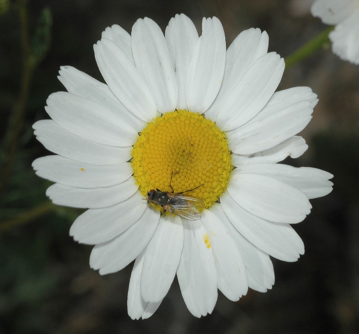 Asteraceae Matricaria inodora