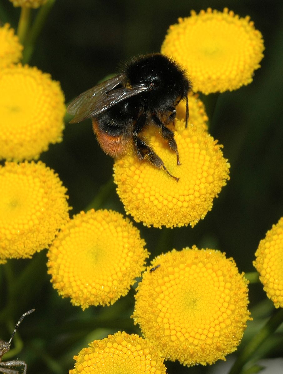 Asteraceae Tanacetum vulgare
