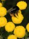 image of Tanacetum vulgare