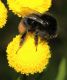 image of Bombus 