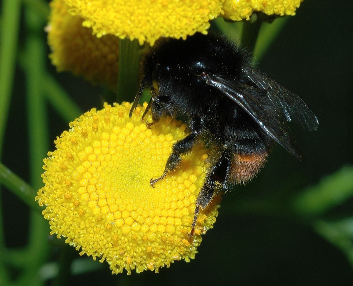 Asteraceae Tanacetum vulgare