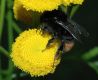 image of Tanacetum vulgare