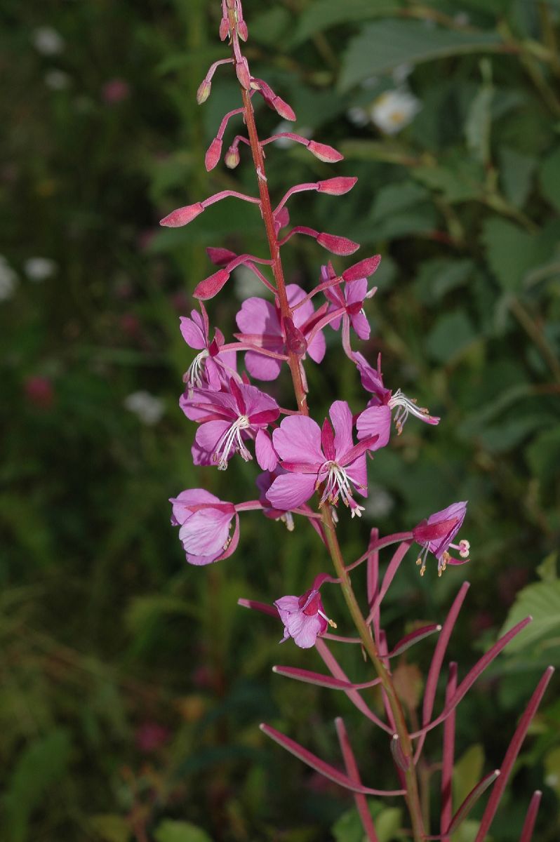 Onagraceae Epilobium angustifolium
