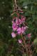 image of Epilobium angustifolium