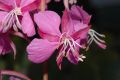 image of Epilobium angustifolium