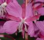 image of Epilobium angustifolium